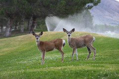 18 Deer on the course